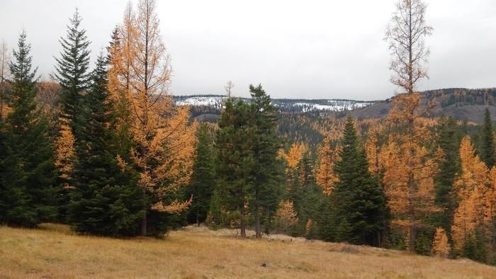 Forest landscape with golden and green trees on a cloudy day.