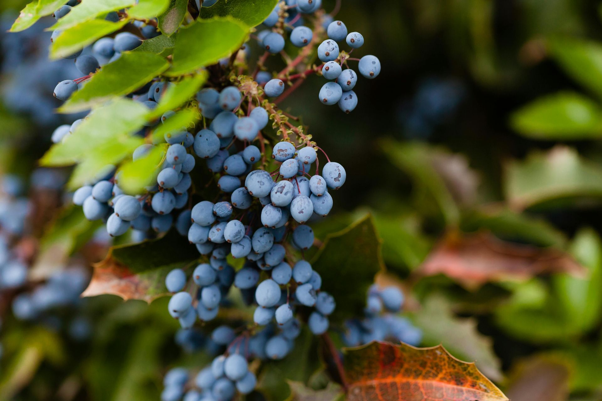 Blue berries cluster on a branch with green and red-tinged leaves.