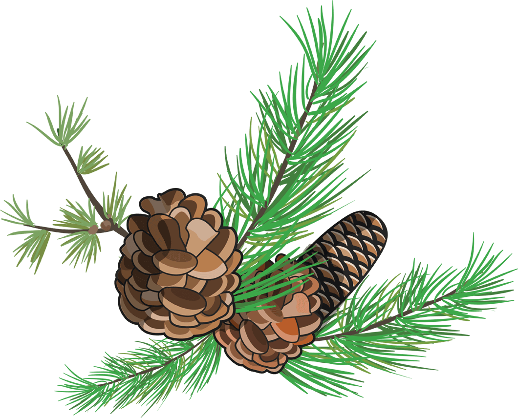 A sprig of an evergreen tree with pine cones