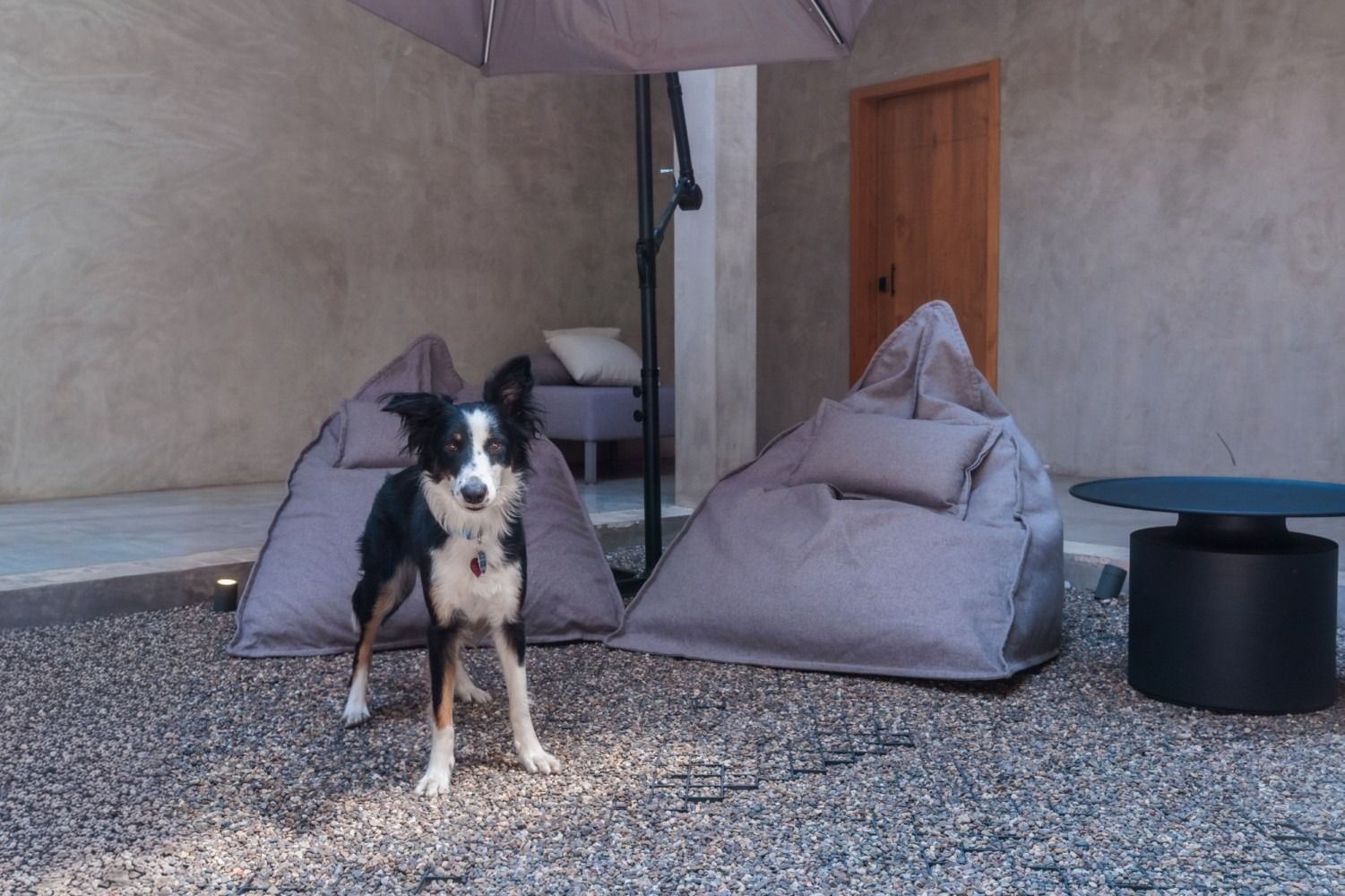 A black and white border collie stands on a gravel patio next to two gray beanbag chairs and a small black table.