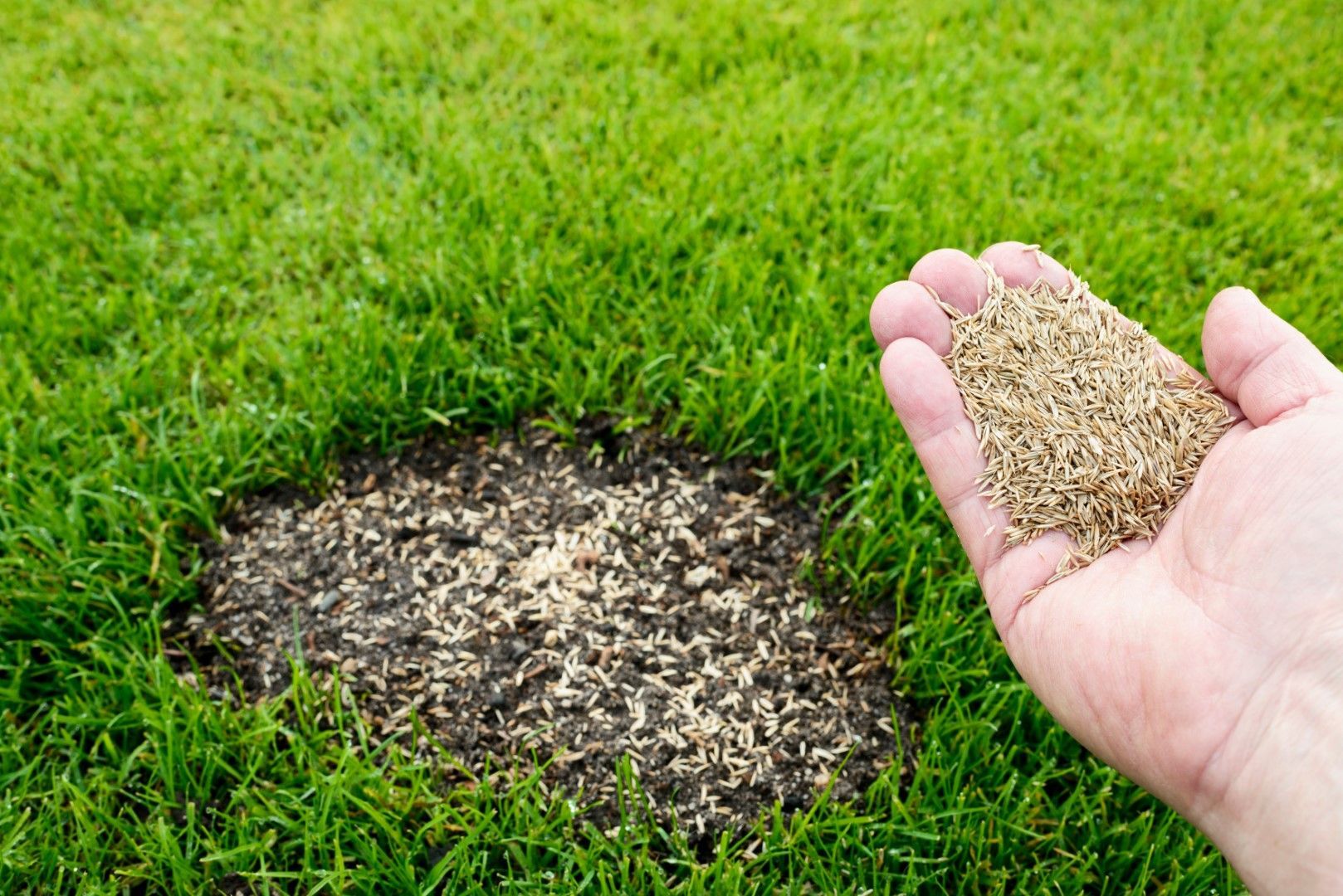 A picture of barren soil and damaged areas of lawn where grass seed has been applied.