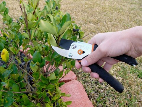 A picture of a man using hedge trimmers to prune a shrub.