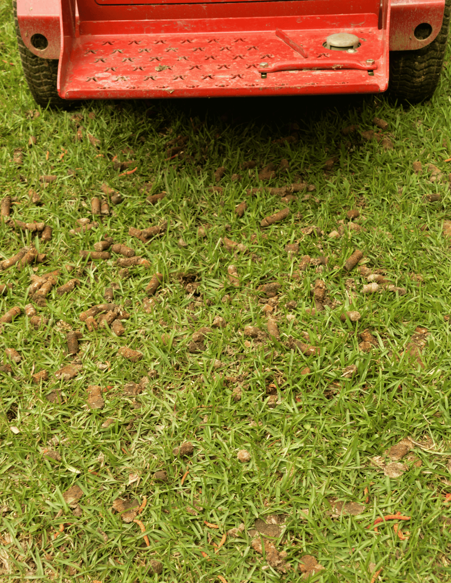 A picture of soil cores after core aeration.