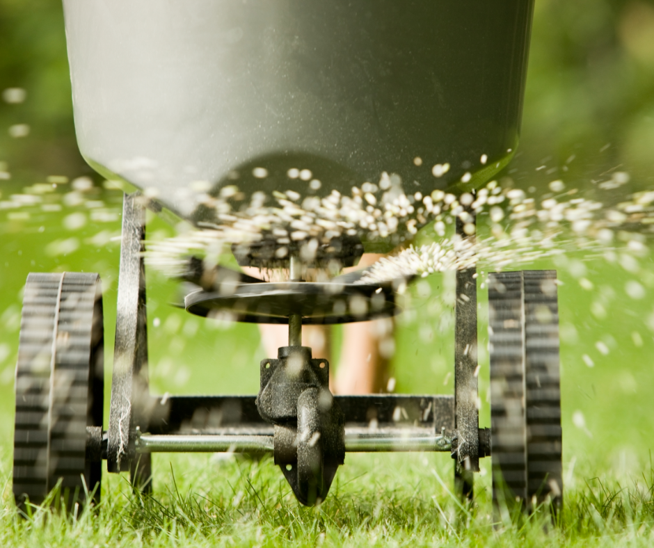 Lawn fertilizer being spread with a spreader being pushed