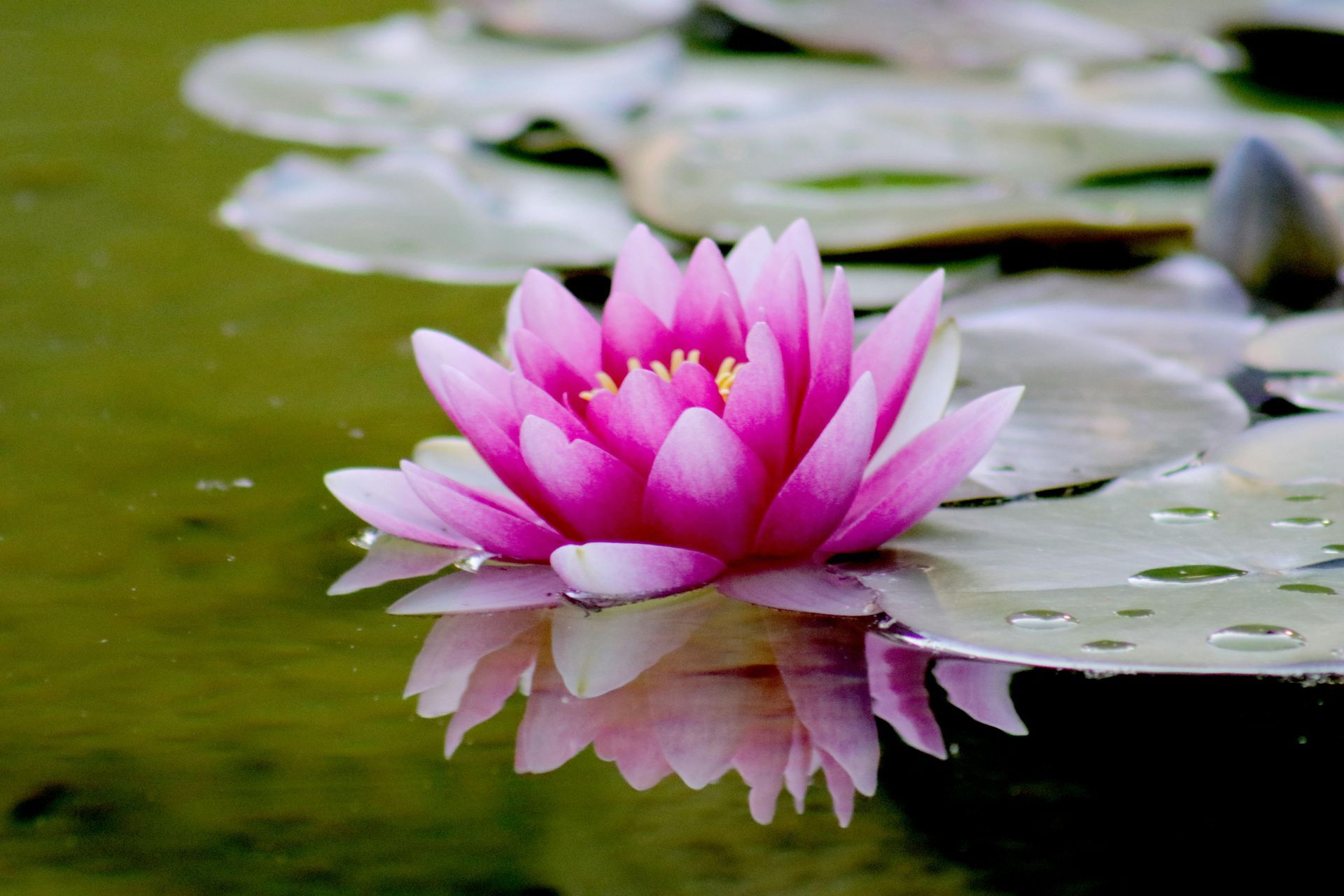 A vibrant pink water lily floats on a calm green pond, surrounded by lily pads with a reflection in the water.