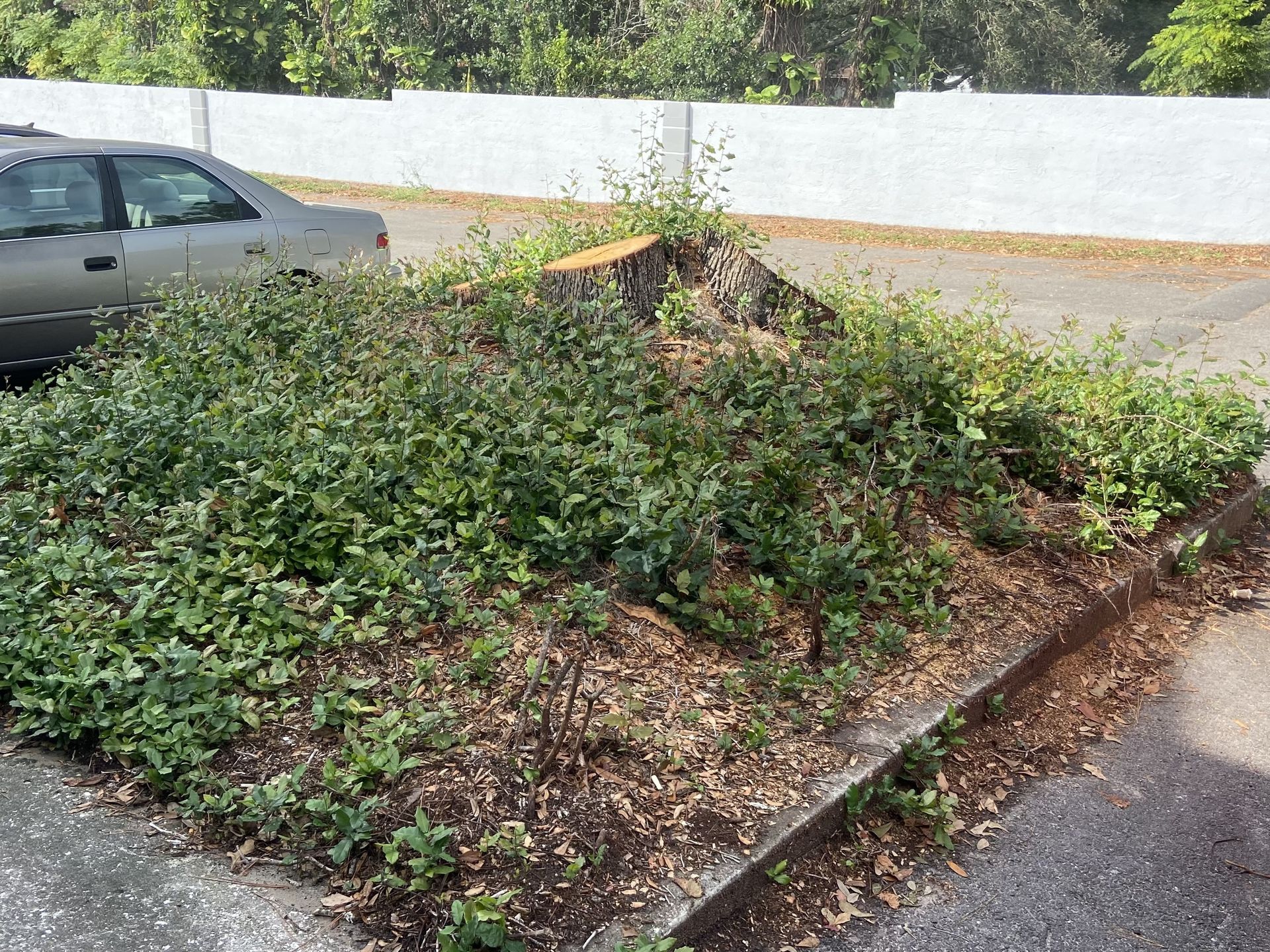 A car is parked on the side of the road next to a bush with a large stump in it.