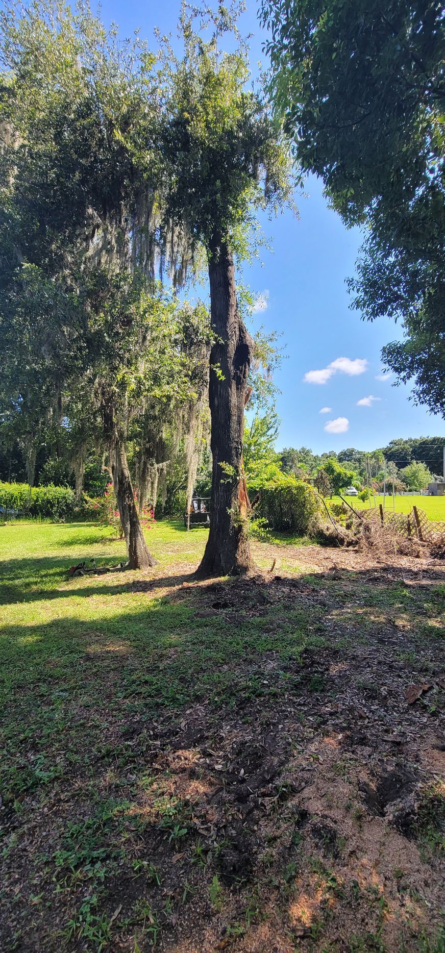 A tree with spanish moss growing on it is in the middle of a grassy field.