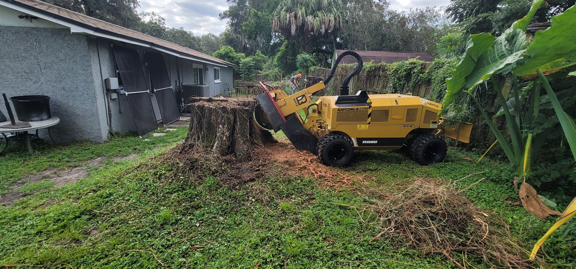 A yellow stump grinder is cutting down a tree stump in front of a house.