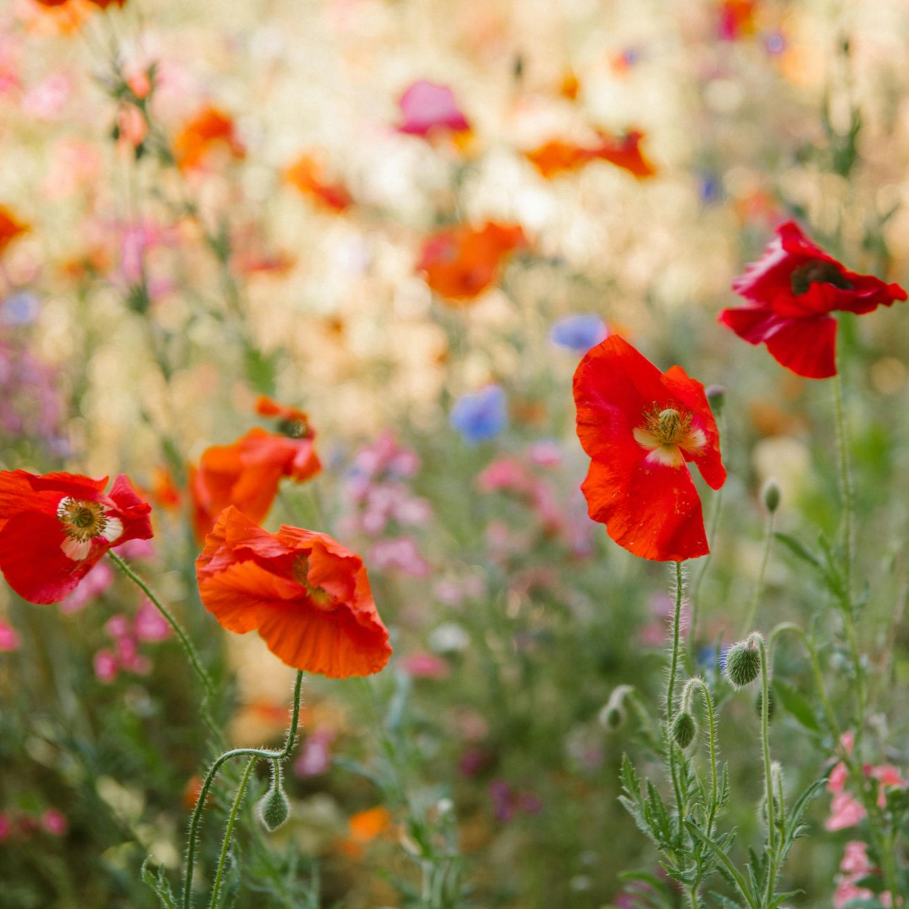 Handen die aarde vasthouden met een klein groen plantje erin, in grijstinten behalve het plantje.