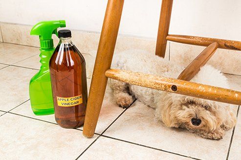 Apple Cider Vinegar Discourage Dog — Ithaca, NY — Butler & Burt Cleaning Services LLC