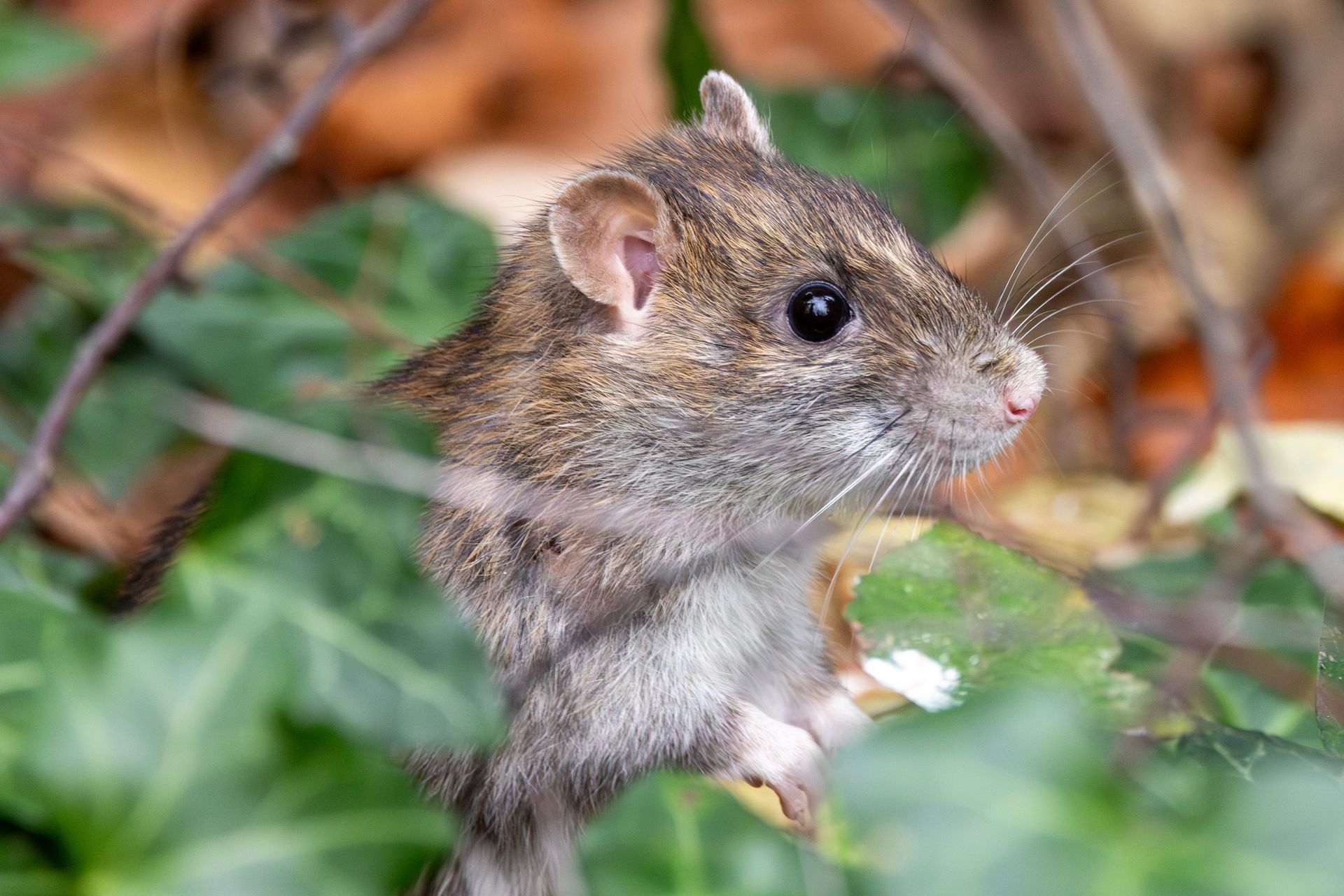 Brown mouse peeking through green leaves, with orange-brown foliage in the background