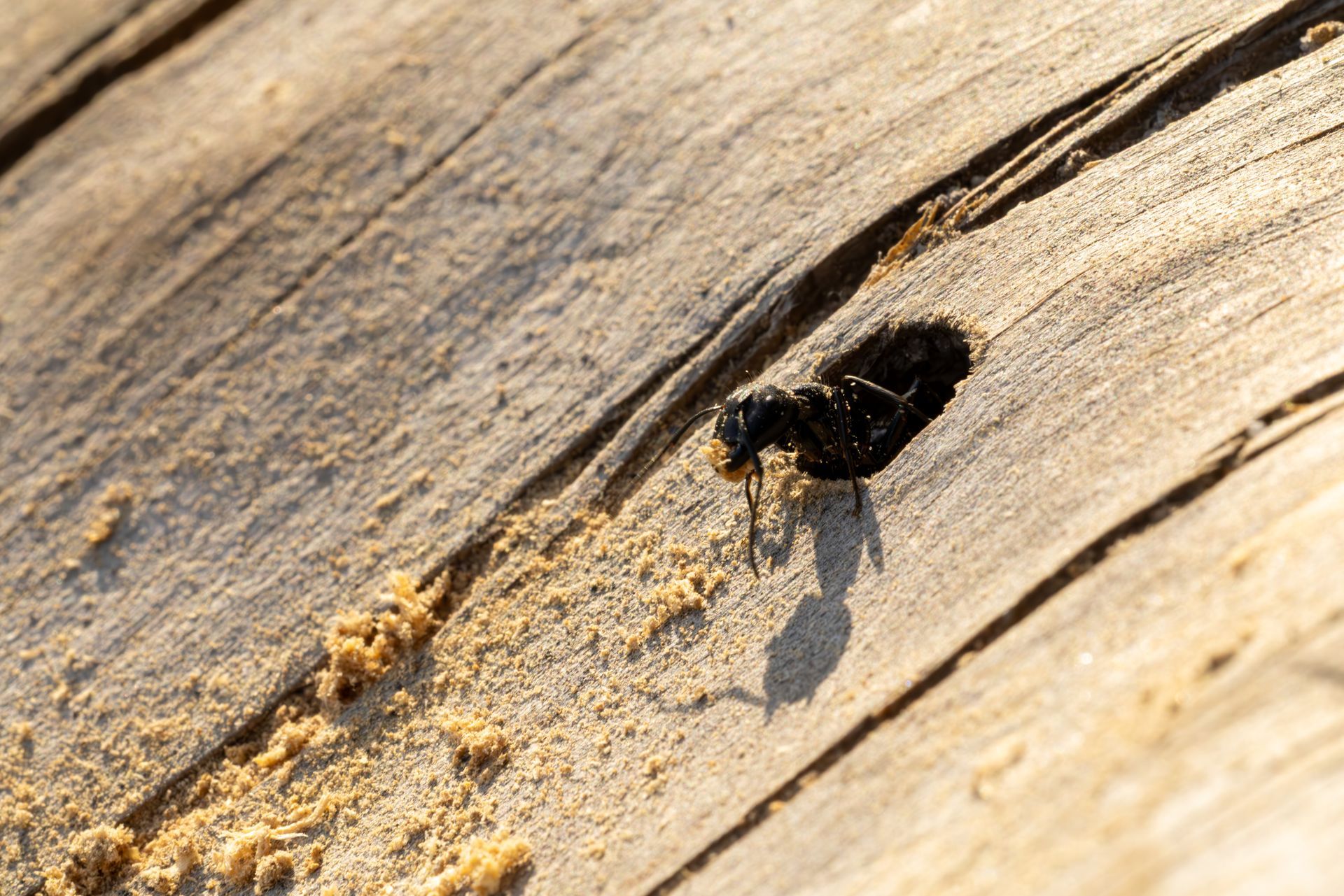 Brown cockroach on the edge of a concrete surface