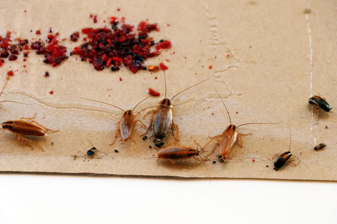 Cockroaches clustered on a beige surface beside a dark red stain