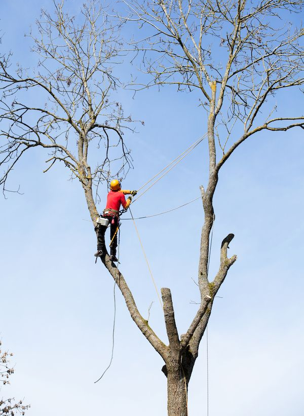 Arboristipalvelut Espoo