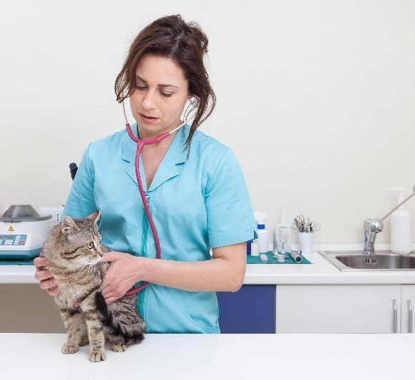 A woman is examining a cat with a stethoscope