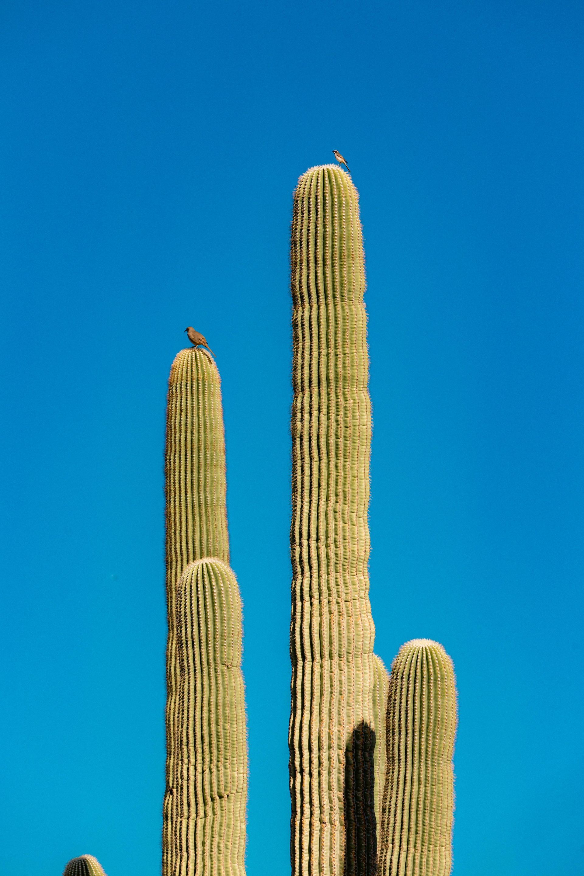 picture of a cactus against a blue sky
