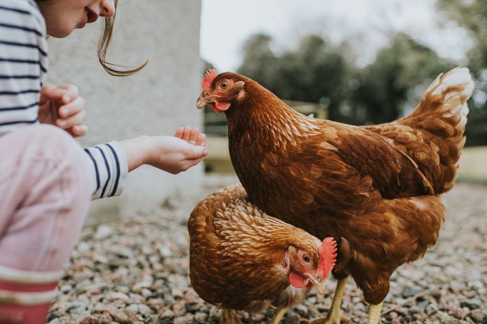 bambina che nutre le galline