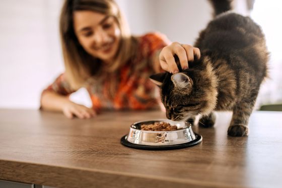 gatto che mangia