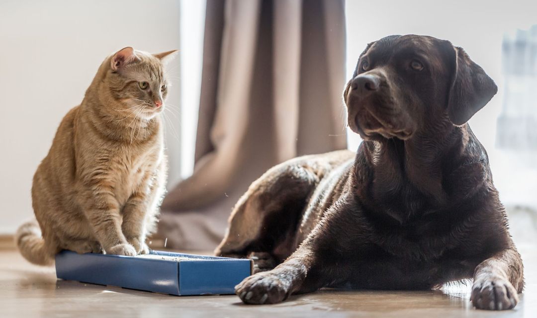 cane e gatto
