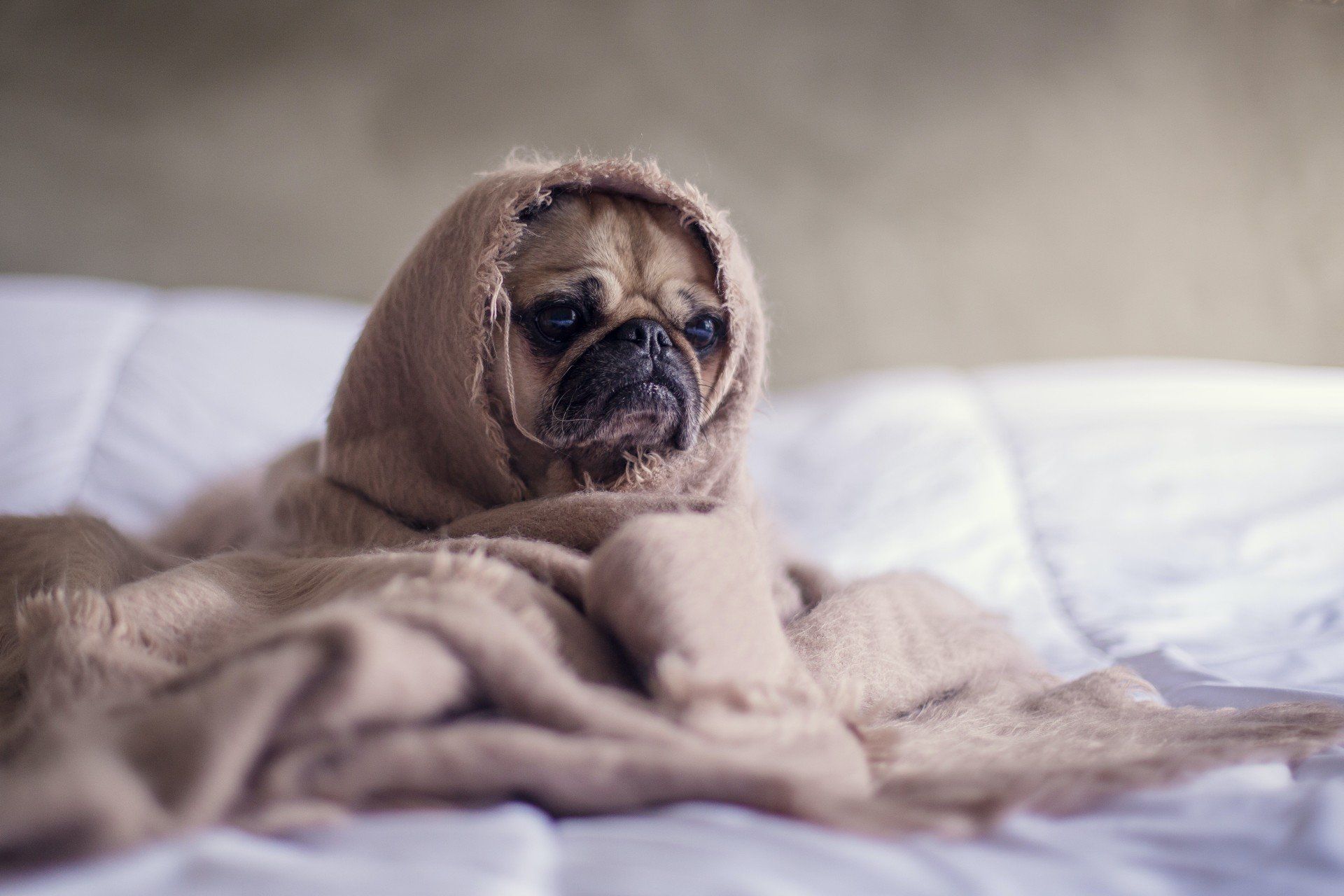A pug dog wrapped in a blanket on a bed looking sorry for itself