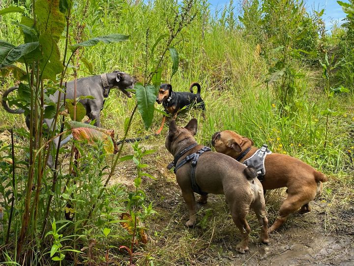 A group of dogs out walking