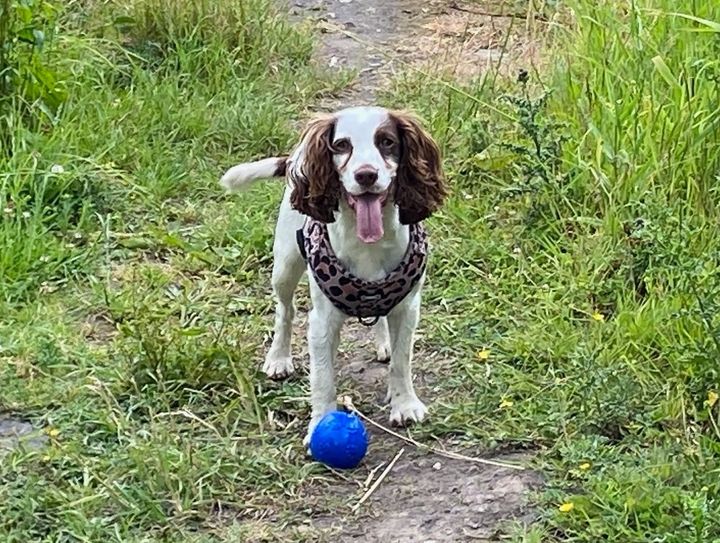 A springer spaniel dog with a ball