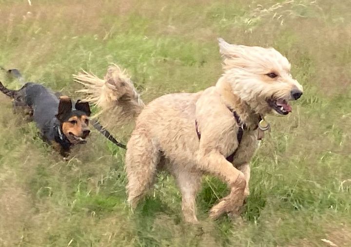 A group of dogs running through long grass