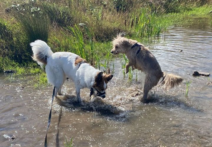 Two dogs playing in a stream