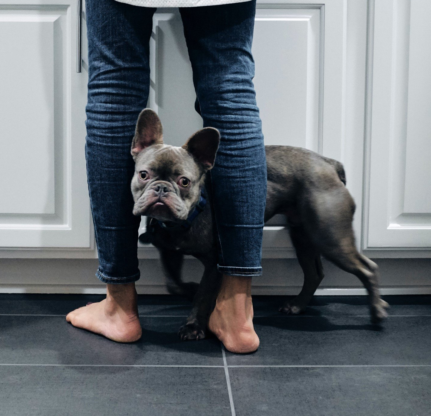 A French bulldog peaking out from between its owner's legs