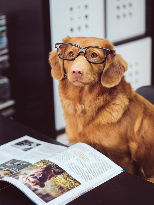 A red medium-sized dog wearing glasses and sitting at a desk pretending to read a book about dogs