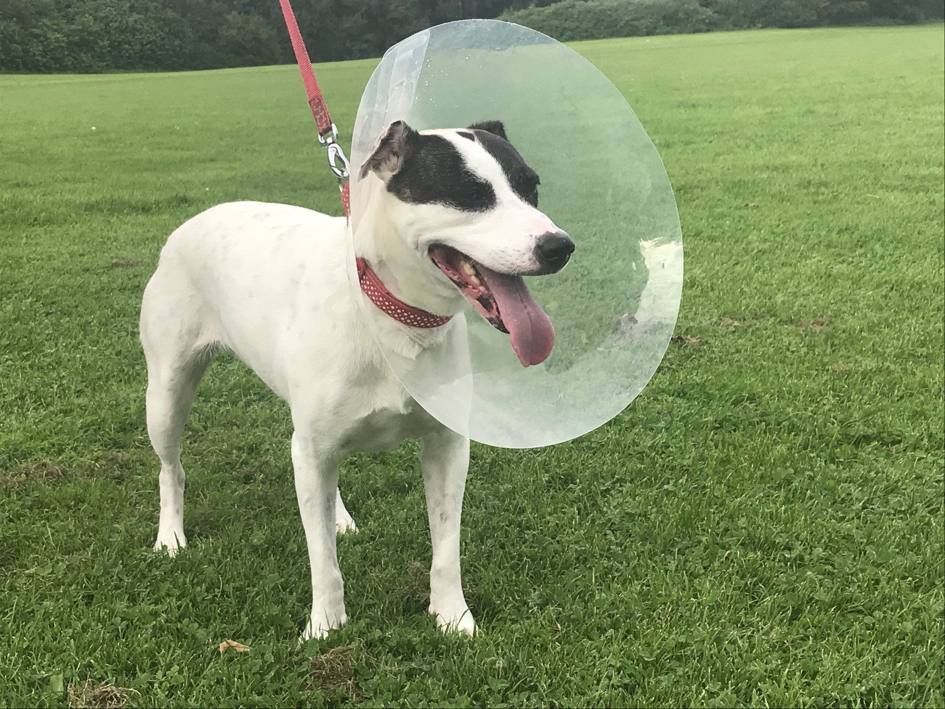 A brown and white medium-sized dog wearing an Elizabethan collar (dog vet cone) because she'd had an operation on her ear