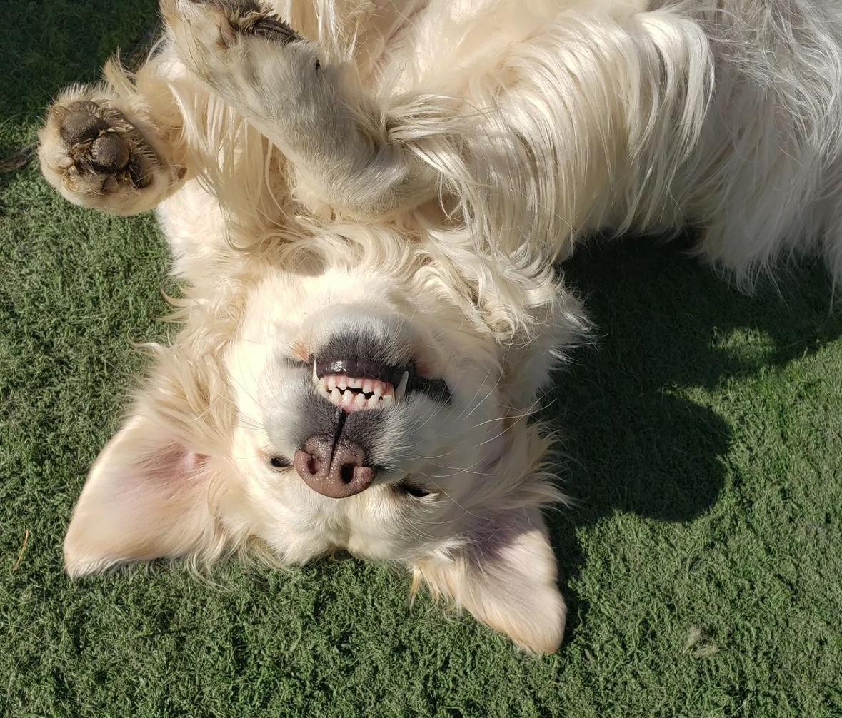 A dog is laying on its back on the grass.