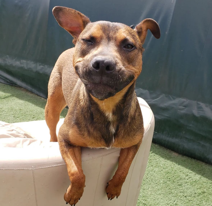 A brown and tan dog is sitting on a white ottoman