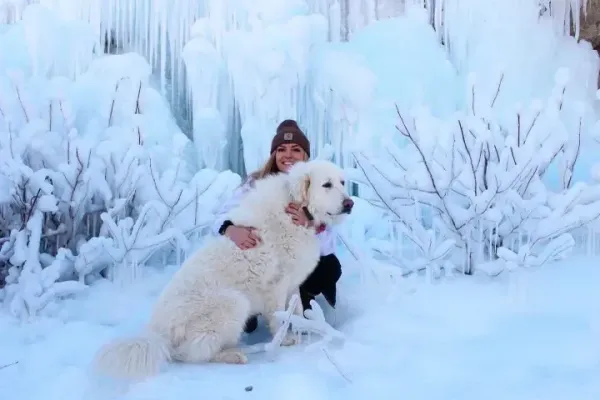 A woman is kneeling down next to a large white dog in the snow.