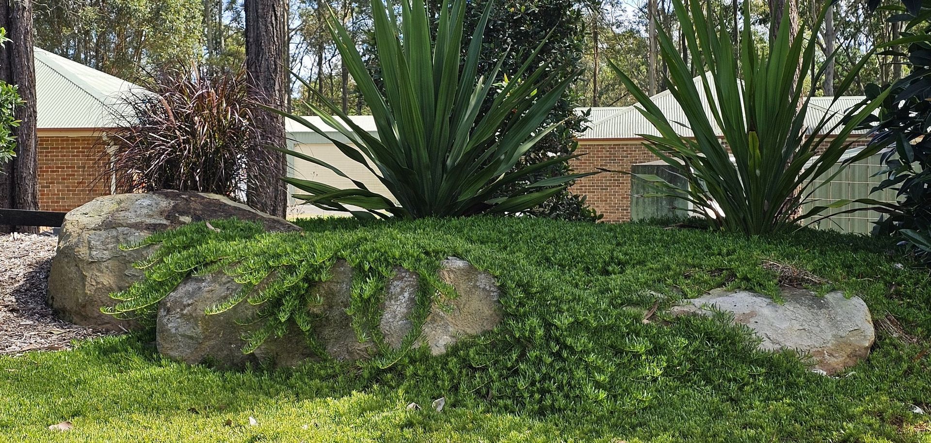 Green ground cover, large rocks, and tall green plants in a garden setting, with a building in the background.