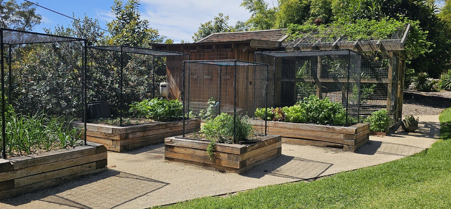 Raised garden beds with various crops, enclosed by a trellis structure, surrounded by gravel and green lawn.