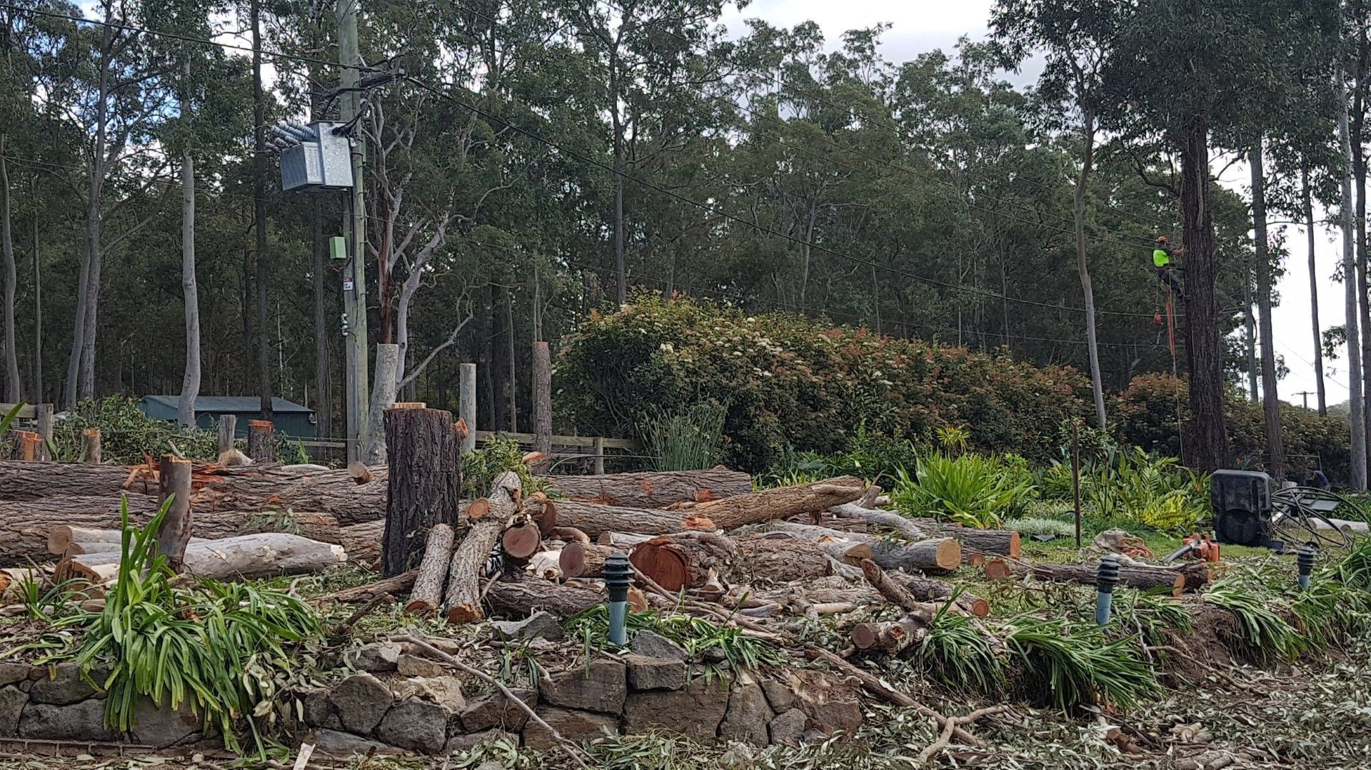Clearing in a wooded area; logs and stumps in the foreground, trees in the background, a bench visible.