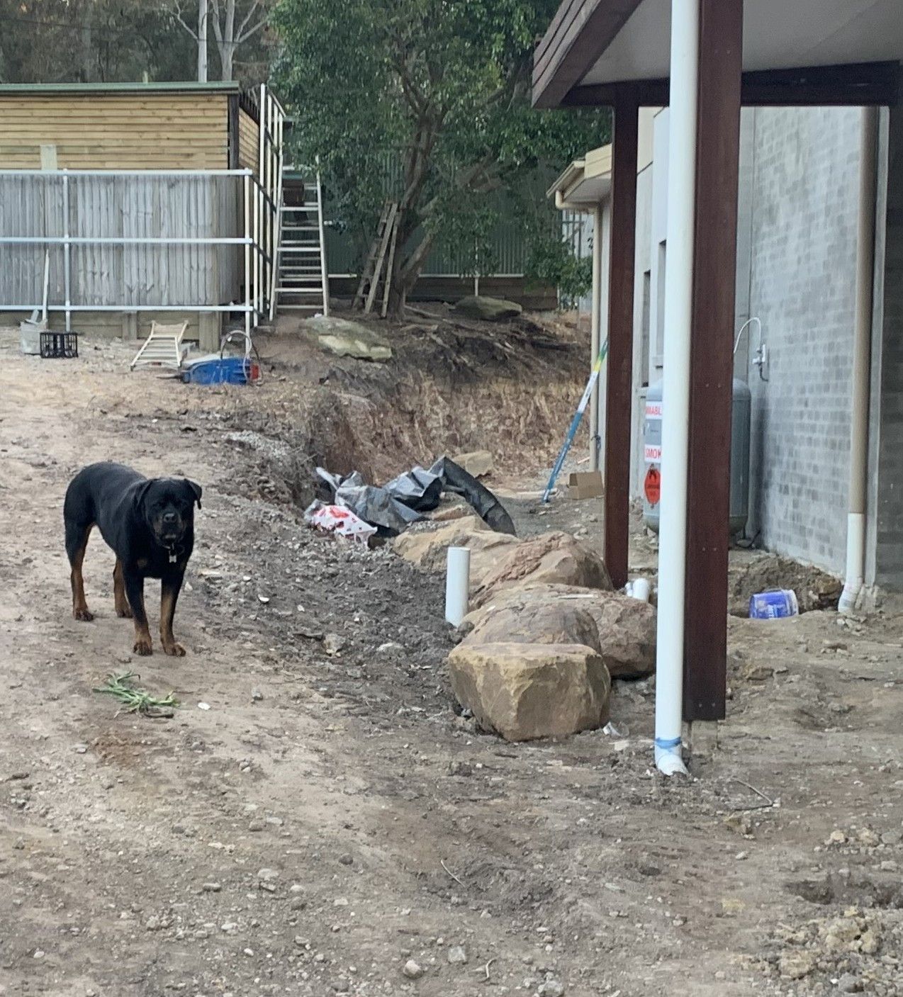 Black dog stands in a dirt yard near construction. Building with white pipe, rocks and fence in the background.