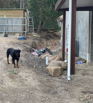 Black dog stands in a dirt yard near construction. Building with white pipe, rocks and fence in the background.