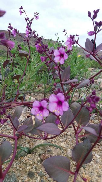 Transporte de pasajeros Legacy en Copiapó