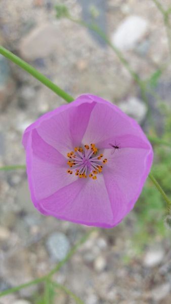 Transporte de pasajeros Legacy en Copiapó