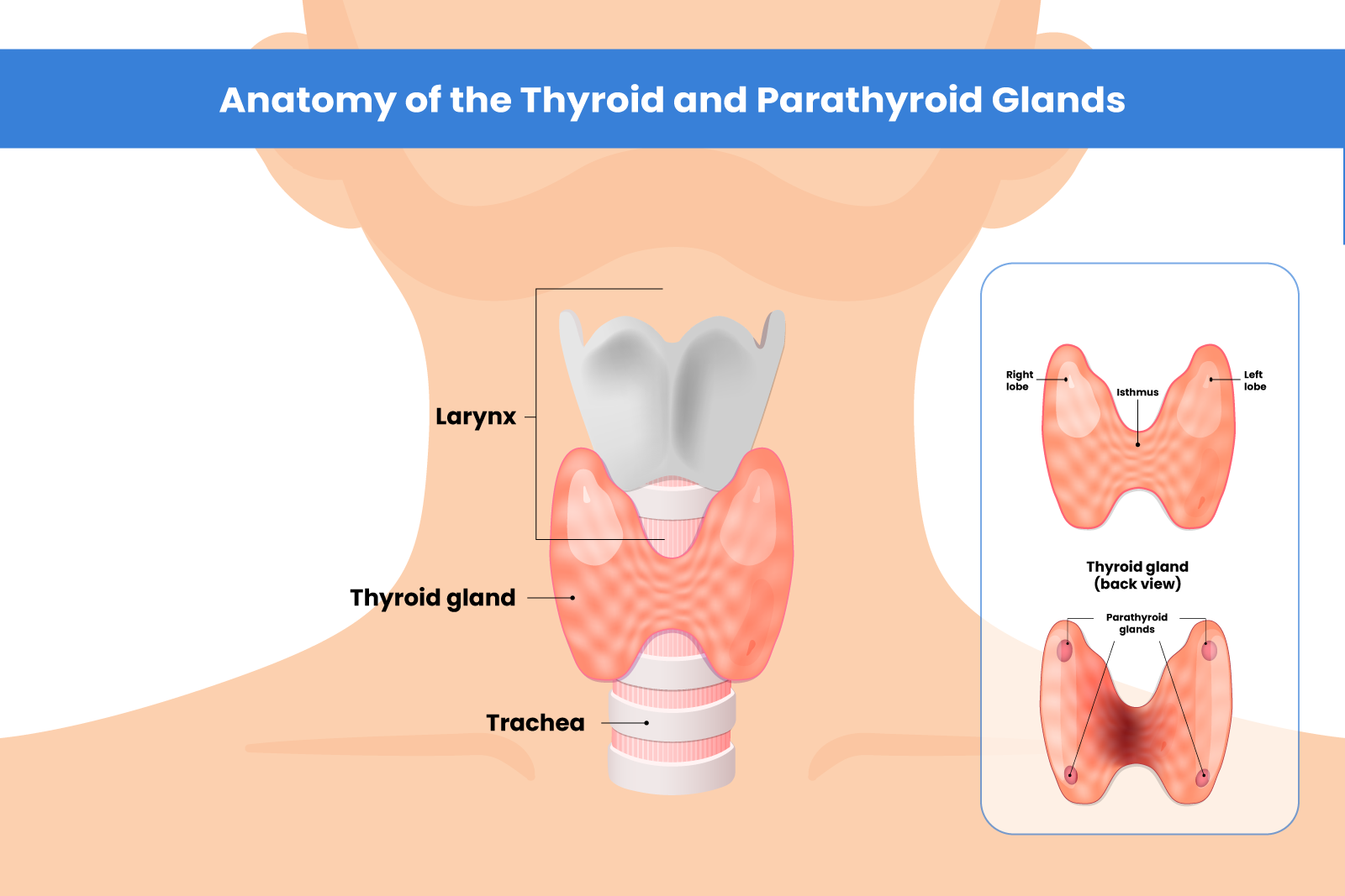 understanding-the-different-types-of-thyroidectomy