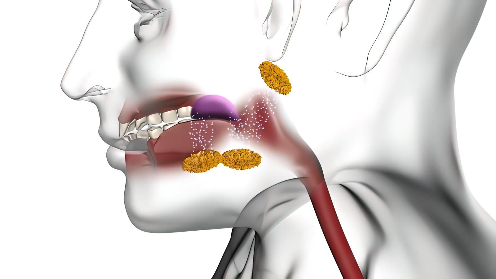 3D illustration of Salivary Glands