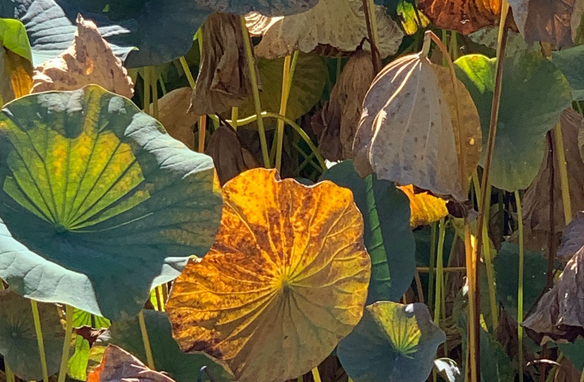 A close up of a bunch of leaves on a plant