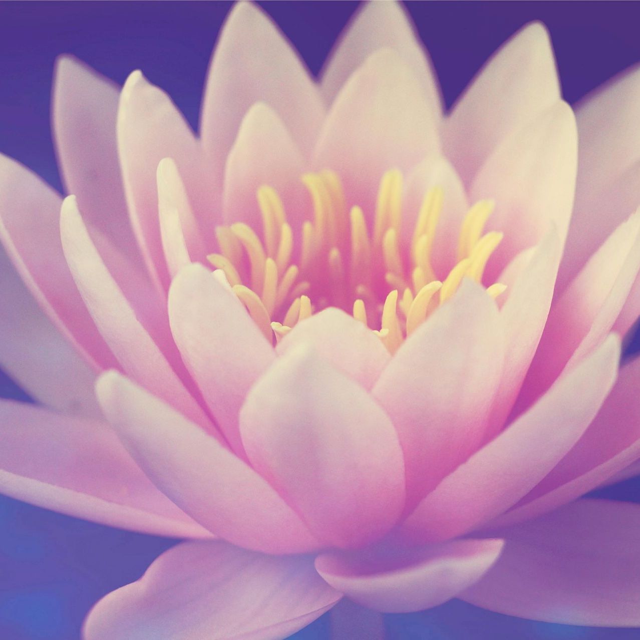 A close up of a pink lotus flower with a yellow center