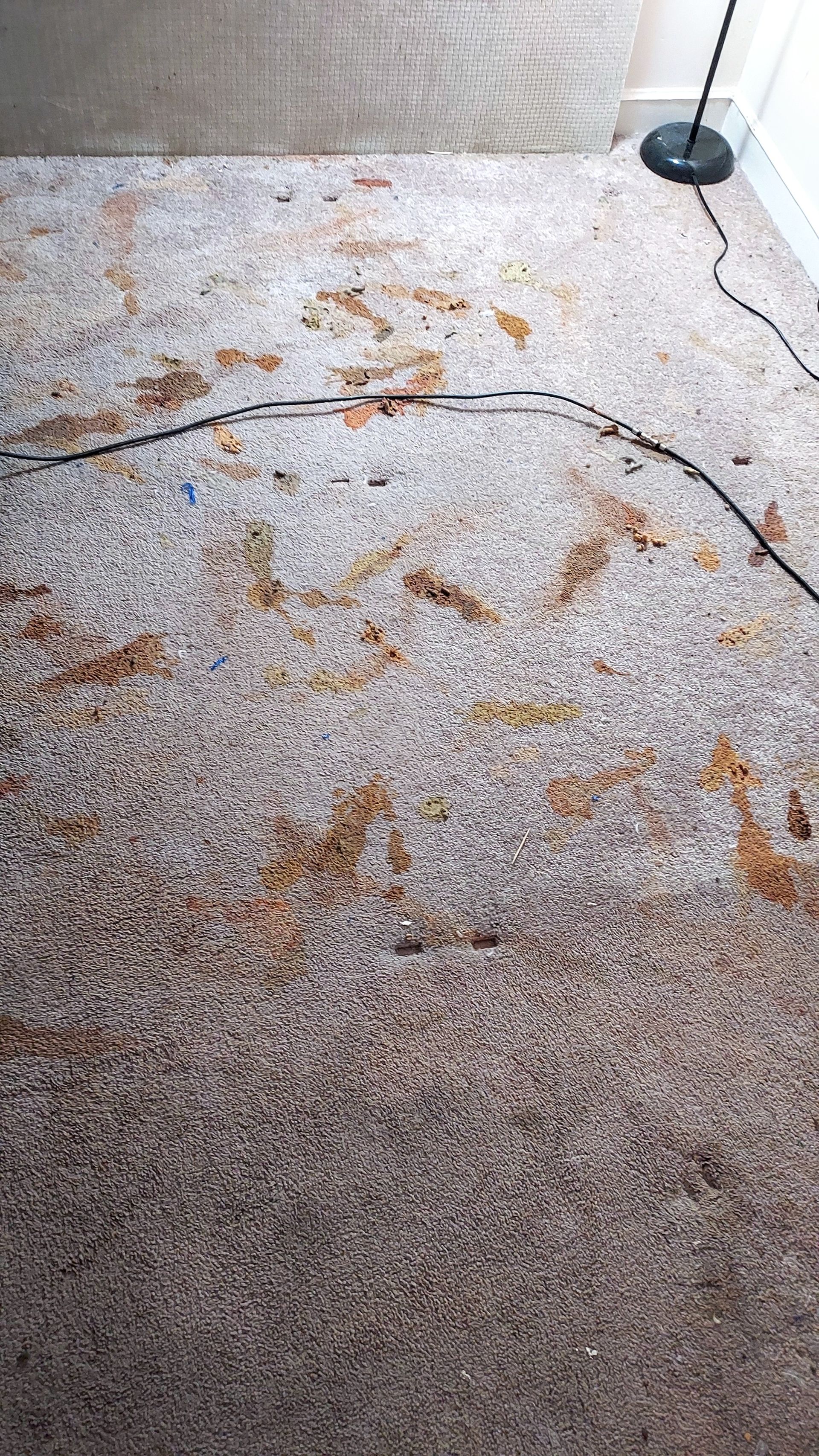 Brown stains marring a beige carpeted floor in a room. A black lamp and cable are visible in the background.