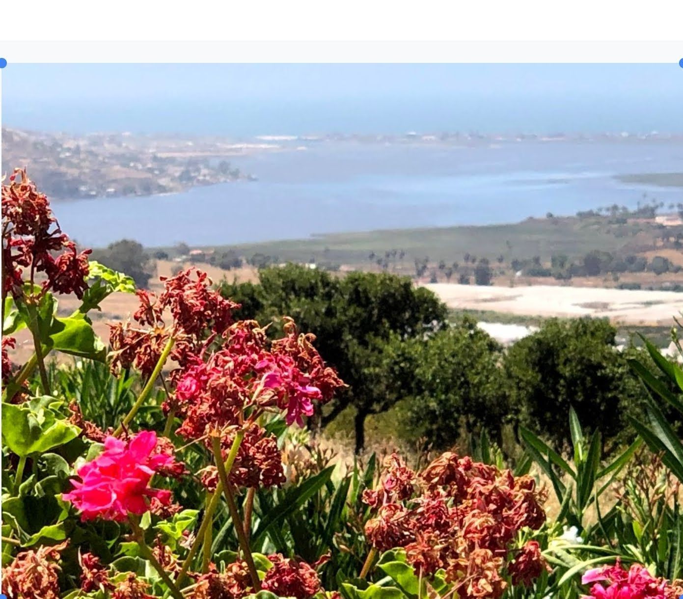 Lots of lowers in foreground with a scenic view of a blue Pacific ocean in background under a clear blue sky.