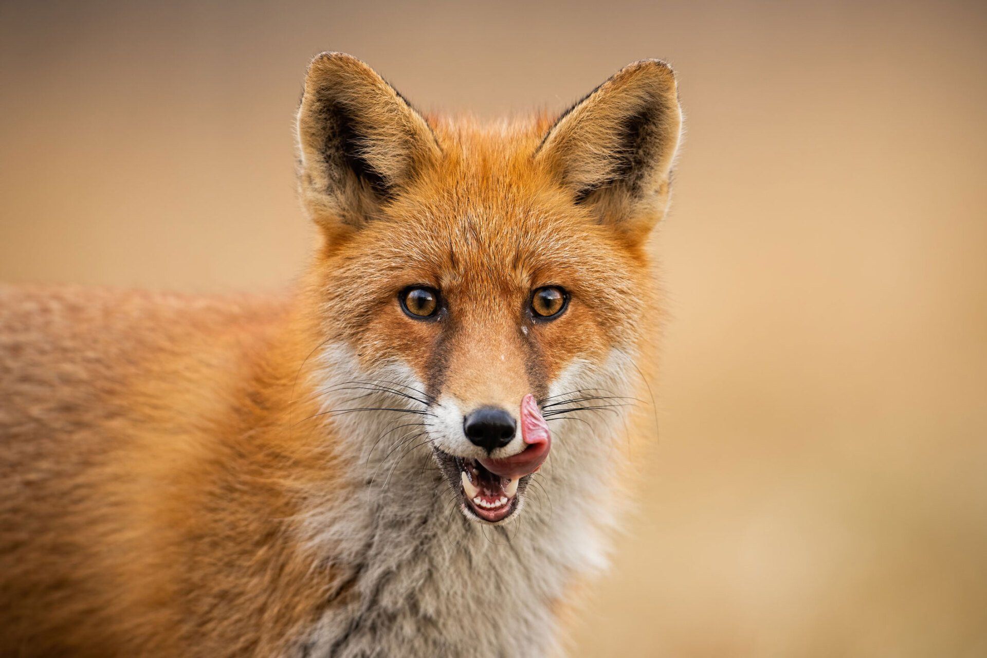 Hungry Fox — Milwaukee County, WI — American Animal Control