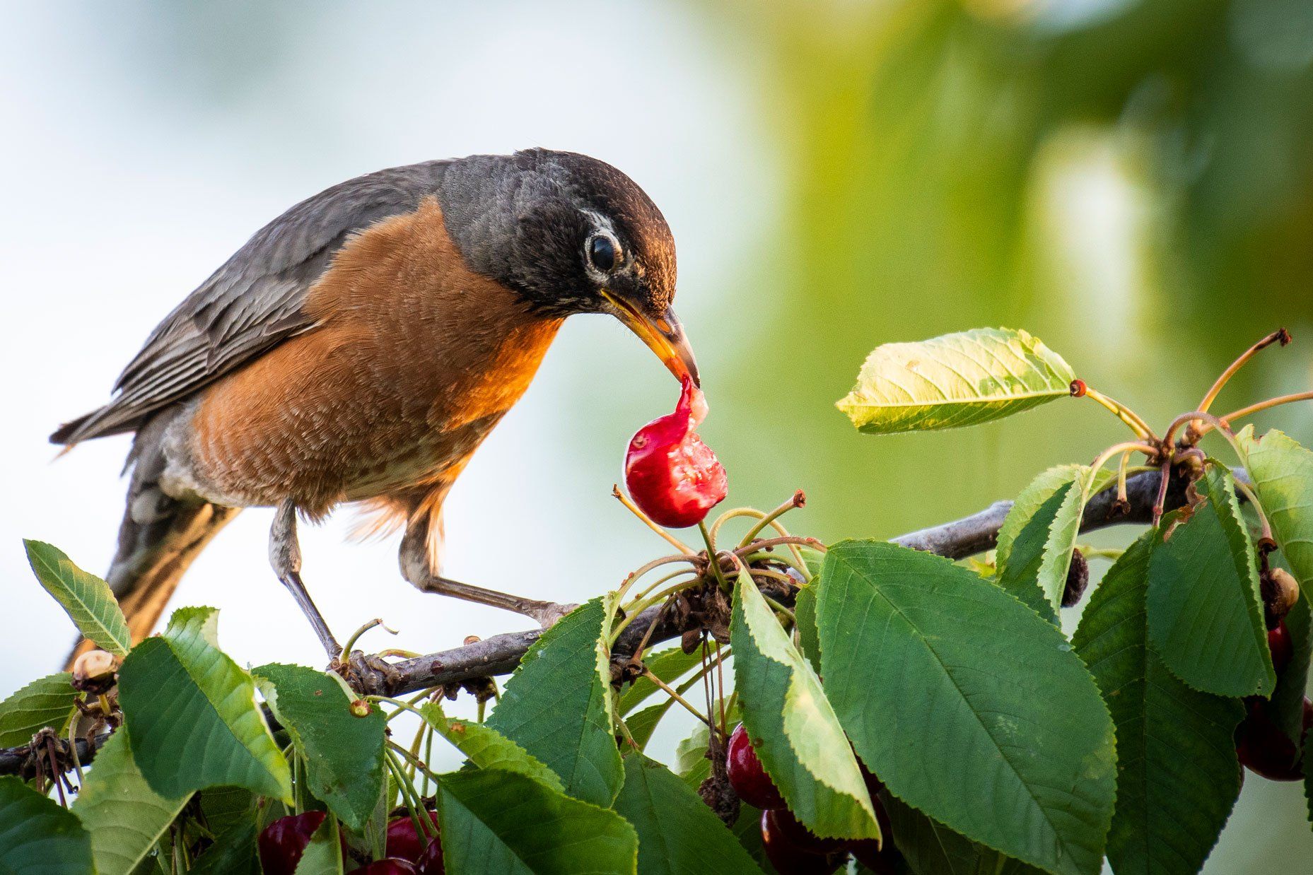 Bird Eating Berries — Milwaukee County, WI — American Animal Control
