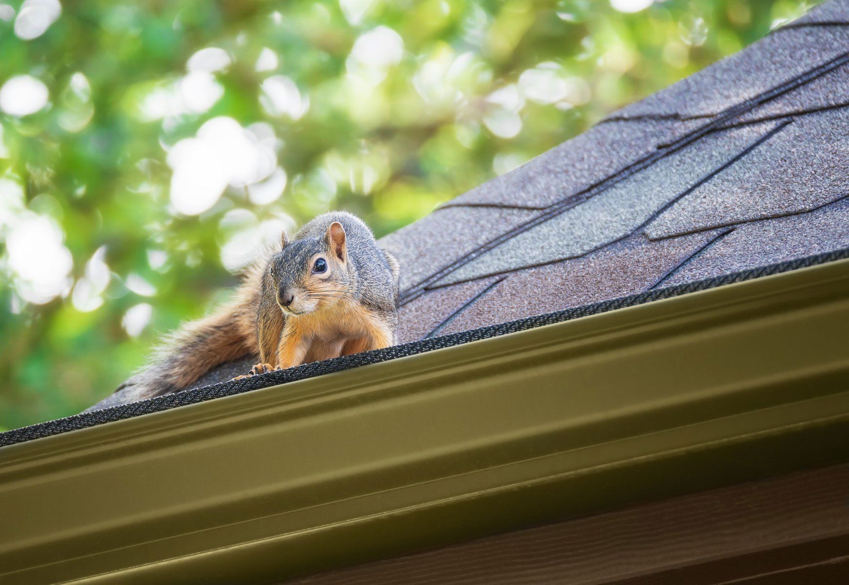 Squirrel on a Roof — Milwaukee County, WI — American Animal Control